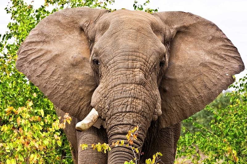Elephant in Kruger National Park, South Africa