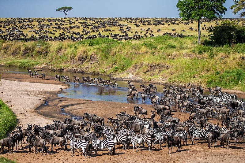 The Great Wildebeest Migration is one of nature's greatest spectacles as two million animals cross the Serengeti.