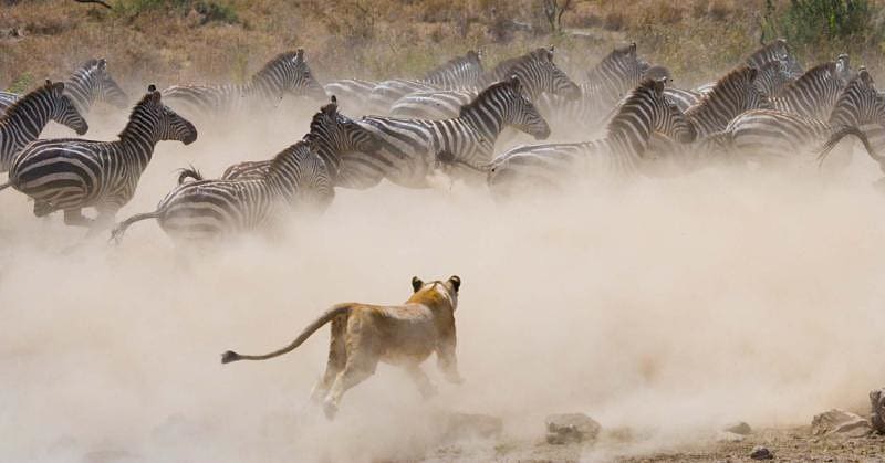 Lioness hunting zebra in Masai Mara, Kenya