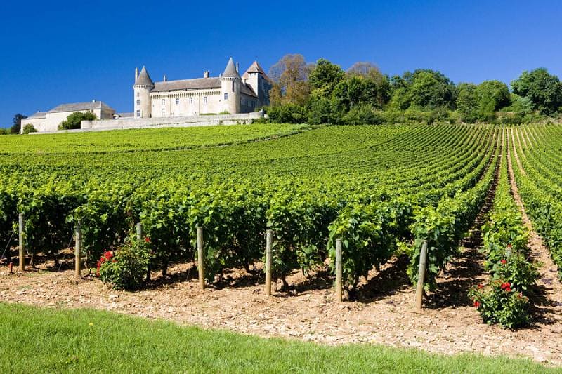 a vineyard in Burgundy France