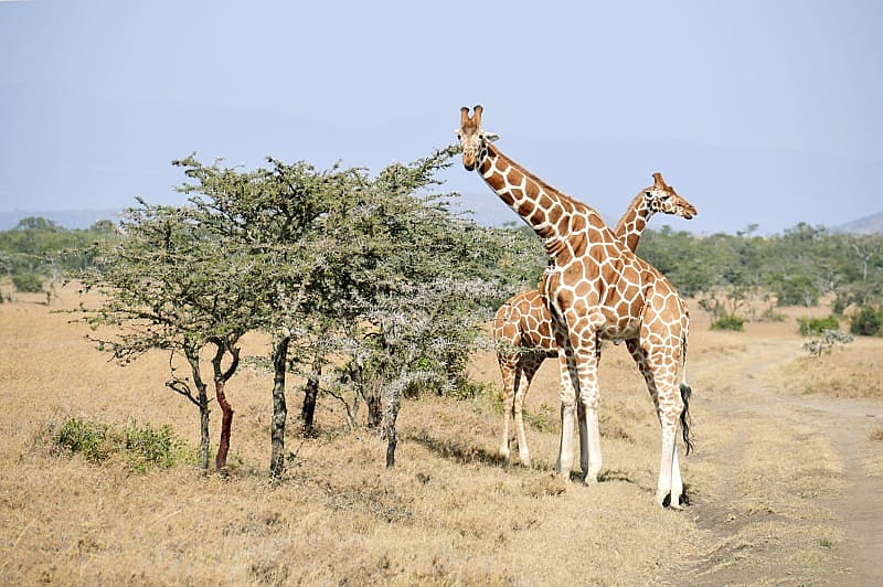 Giraffes in Ol Pejeta Conservancy Kenya