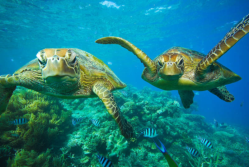 Turtles swimming along the coral of the Great Barrier Reef