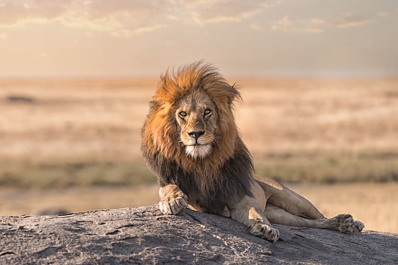 A male lion is sitting on the top of the rock in Serengeti nation park, Tanzania.