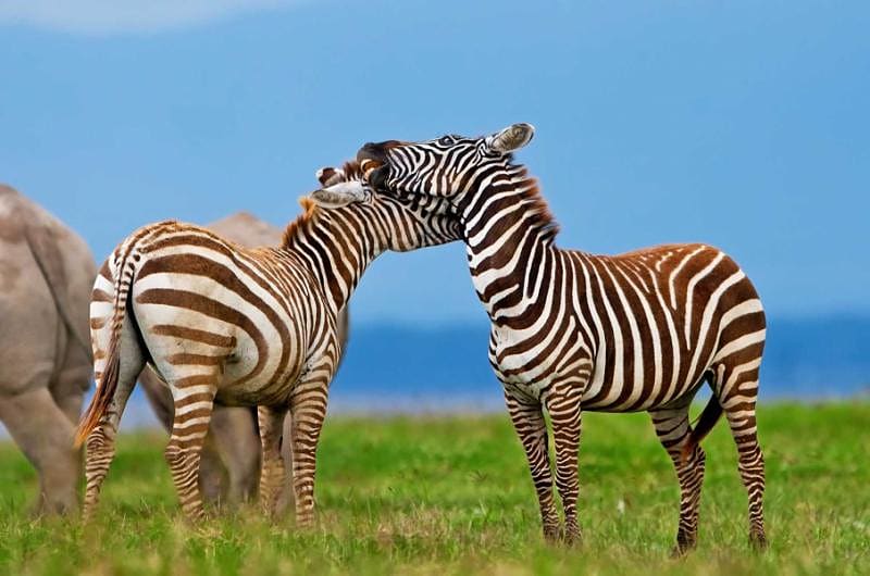Two Kenyan zebras embracing each other | Lake Nakuru National Park