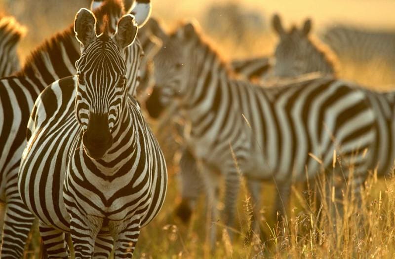 Undeterred zebras graze on the territory of the Masai Mara reserve