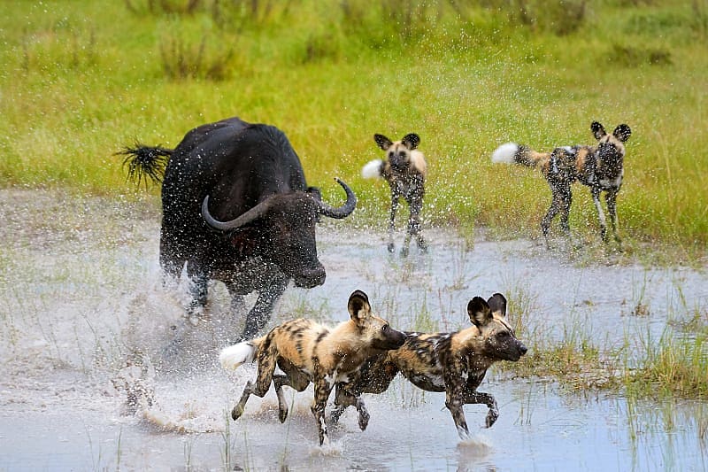 Buffalo chasing away pack of wild dogs in Moremi Game Reserve, Botswana