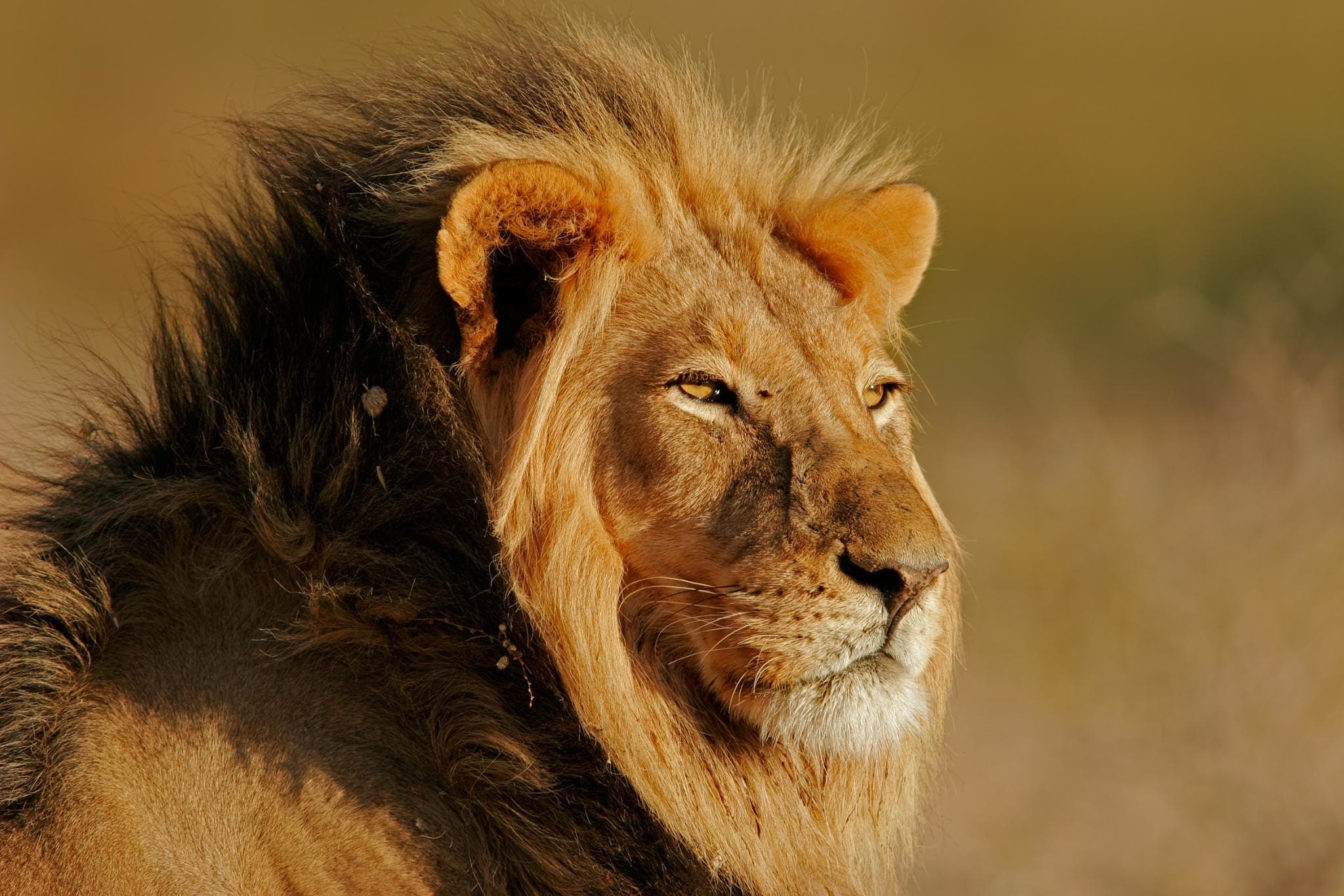 Lion in South Africa