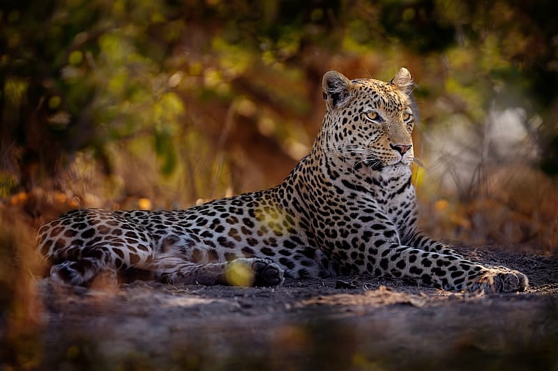 Leopard lounging in the Savuti region on Chobe National Park, Botswana
