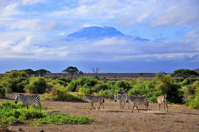 Zebras in Amboseli National Park, Kenya