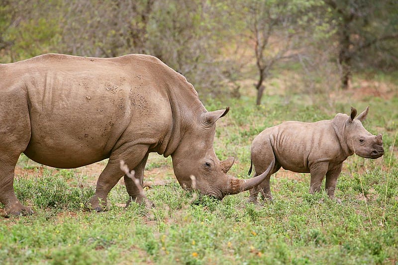 11 Day Kenya and Tanzania Tour - Tarangire National Park Rhinoceros in Tarangire National Park
