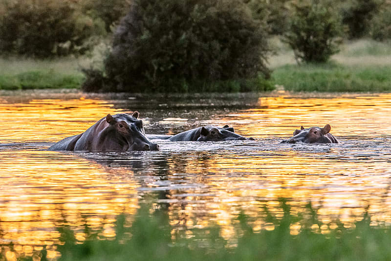 Wild hippos in the Nile River, Uganda