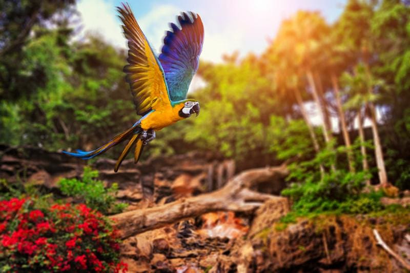 Parrot in the rainforest, Costa Rica