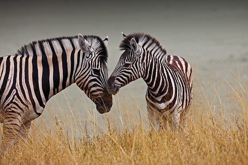 A mother and baby zebra in Botswana.