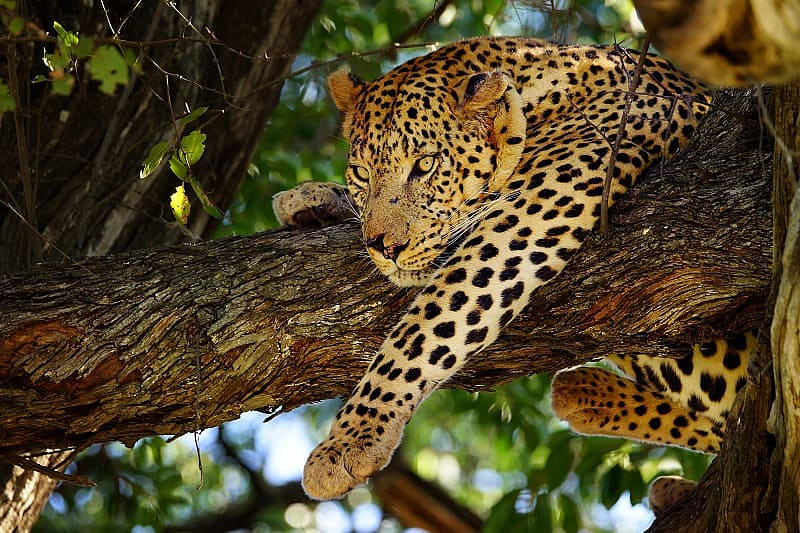 Leopard in a tree in Moremi Game Reserve, Bostwana Leopard in a tree in Moremi Game Reserve, Bostwana