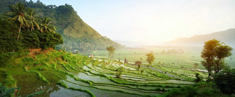 Rice terraces in Bali.