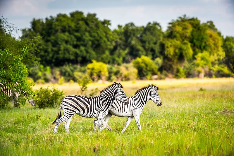 Zebras in the Okavango Delta, Botswanaa Zebra couple in the Okavango Delta, Botswanaa