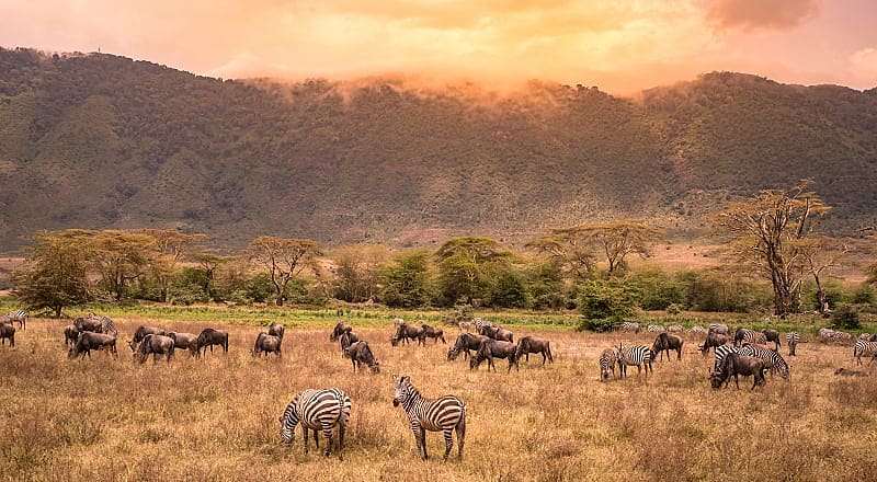 Zebras and wildebeests grazing in Ngorongoro Conservation Area