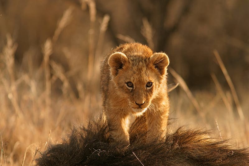 lion cub climbing on the head of his father