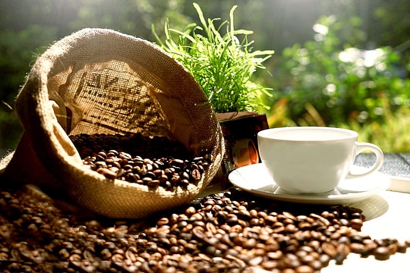 Explore an organic coffee plantation and rate gourmet beans during a coffee cupping