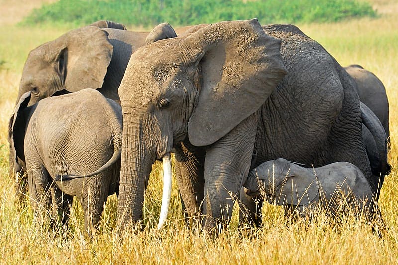 Group of African elephants in Queen Elizabeth National Park, Uganda, Africa