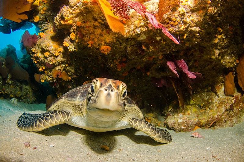 Explore the rainbow world of the Great Barrier Reef.
