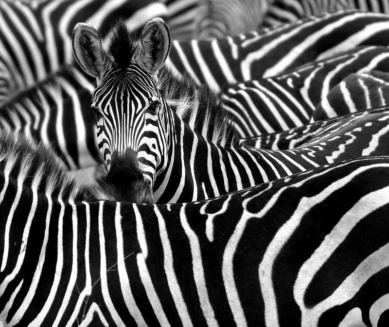 Close up Zebra looking at camera surrounded by the black and white stripes of the he