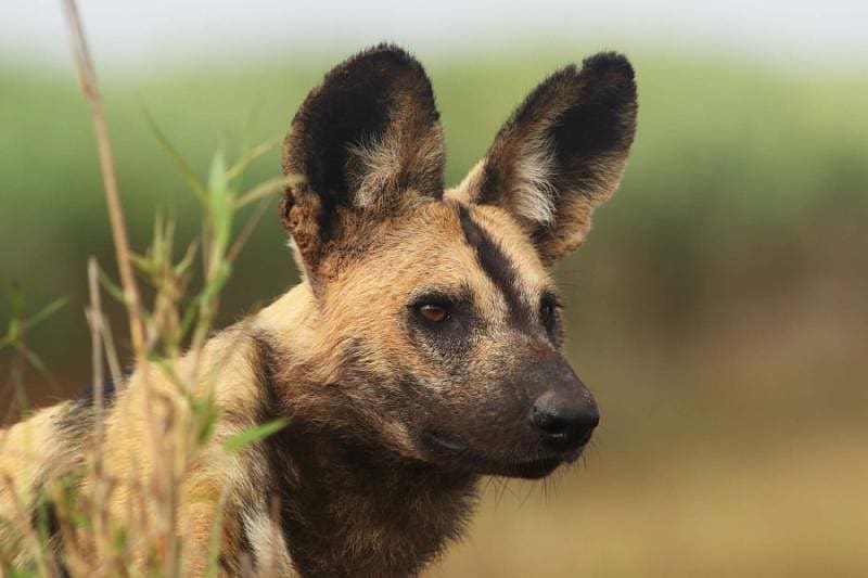 African wild dog in Botswana