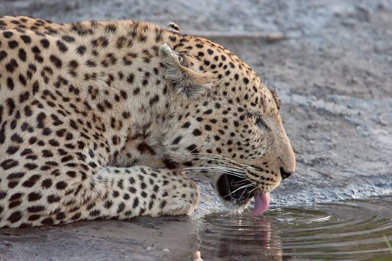 Leopard drinking water in Linyanti, Botswana