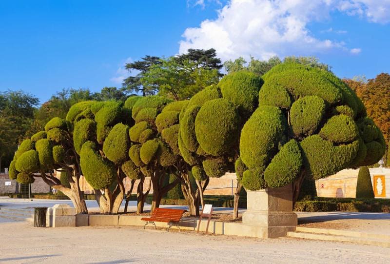 One of 167 tree species in Buen Retiro Park, Madrid, Spain