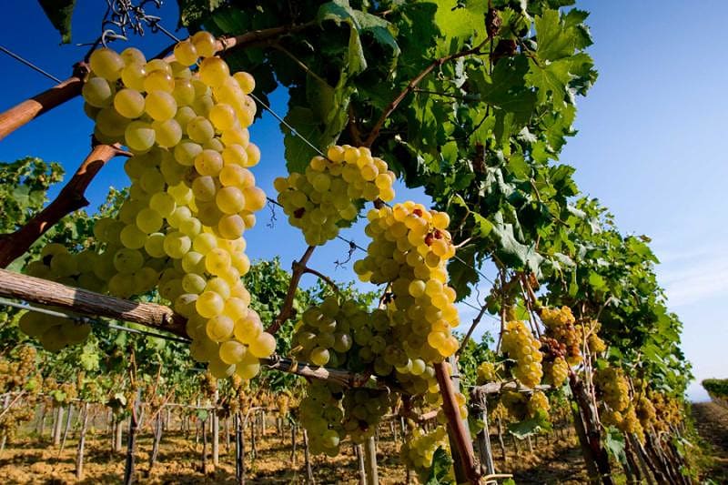 Vineyards of the Bolgheri Valley, where the world famous wine is produced, Tuscany, Italy