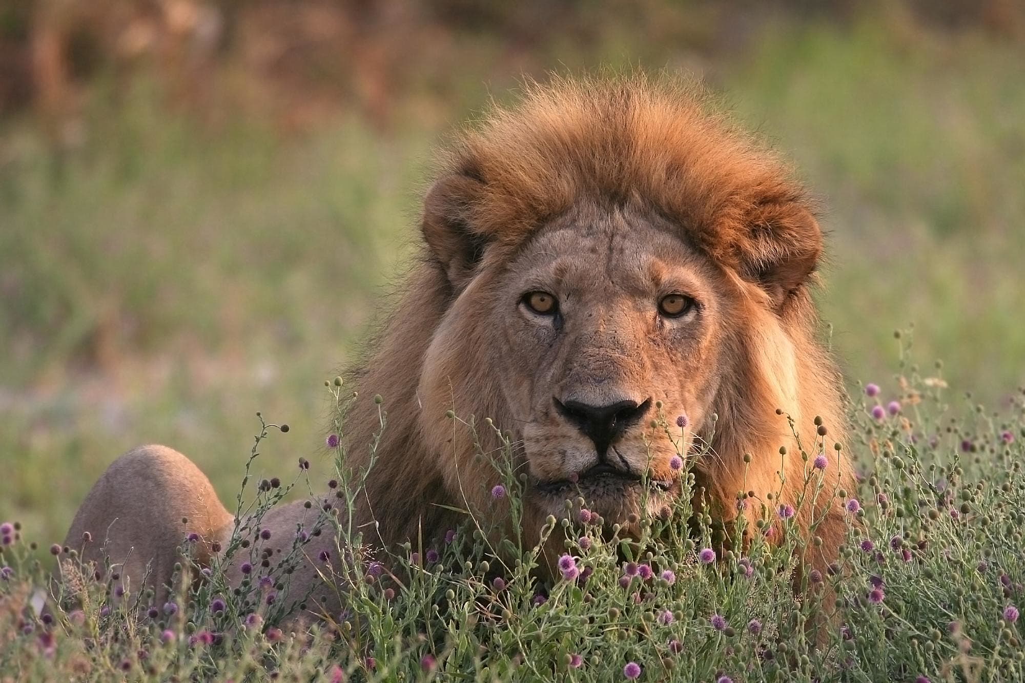Male lion resting in the rays of the setting sun, Moremi Game Reserve, Botswana