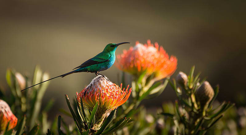 Sugarbird hummingbird sitting on the endemic fynbos pincushion protea flower in Cape Town, South Africa