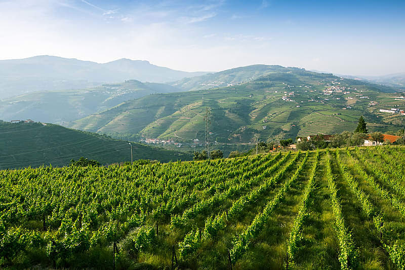 The famous vineyards of the Douro Valley