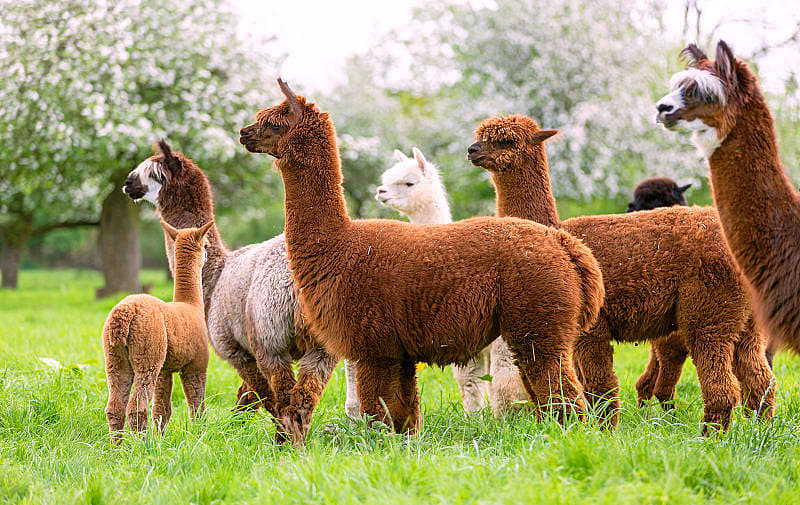 Llamas in Peru