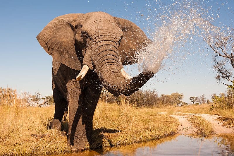 Elephant spraying water with his trunk in Botswana's Okavango Delta.