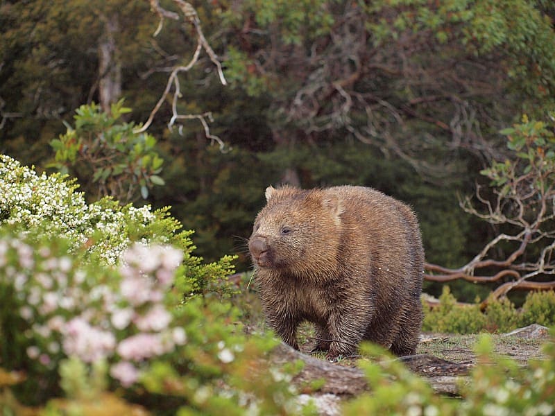 Wombat walking thru the brush in Tasmania