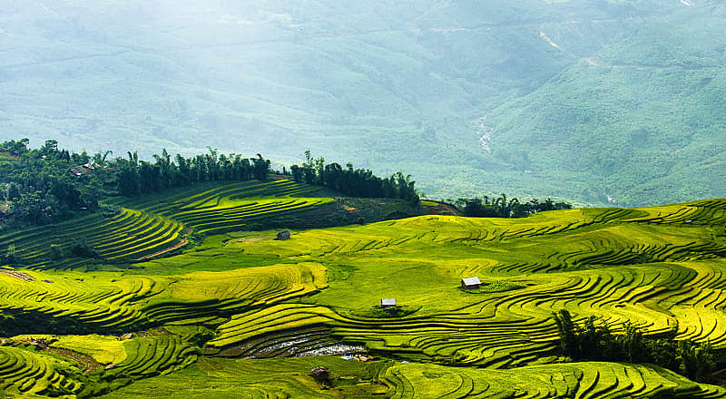 Terraced rice fields in Sapa, Vietnam