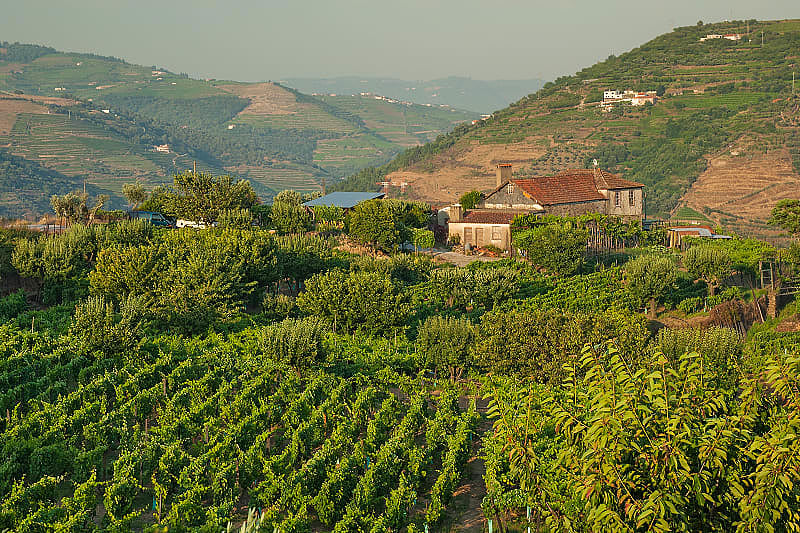 Immerse yourself in the atmosphere of the old vineyards of the Douro Valley, which have changed little since the 18th century.