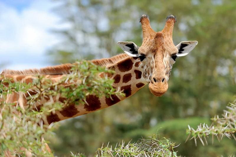 Close up portrait of giraffe