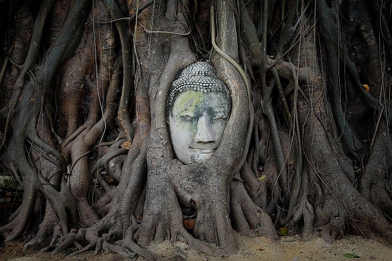Head of Buddha statue in the tree roots at Wat Mahathat Temple, Ayutthaya, Thailand Head of Buddha statue in the tree roots at Wat Mahathat Temple, Ayutthaya, Thailand