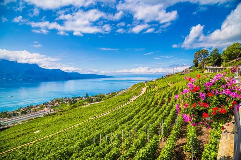 Rows of vineyard terraces in famous Lavaux wine region