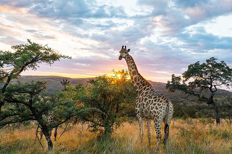 African Safari for First Timers Giraffes grazing the trees at sunrise in the Kruger National Park, South Africa.