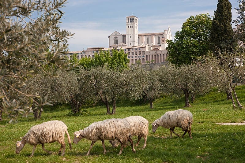 Follow in the footsteps of the revered St. Francis of Assisi in his home town