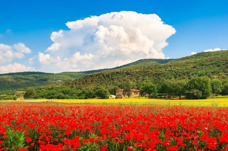 Farmhouse in Tuscany, Italy Farmhouse with field of red poppy flowers in Tuscany, Italy
