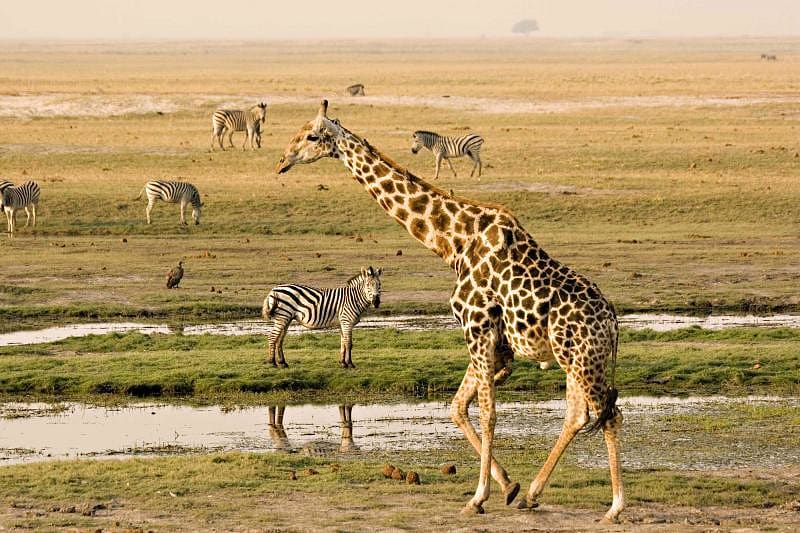 Chobe National Park, with which only a few other parks in the world can compete in the concentration of many animals. Botswana