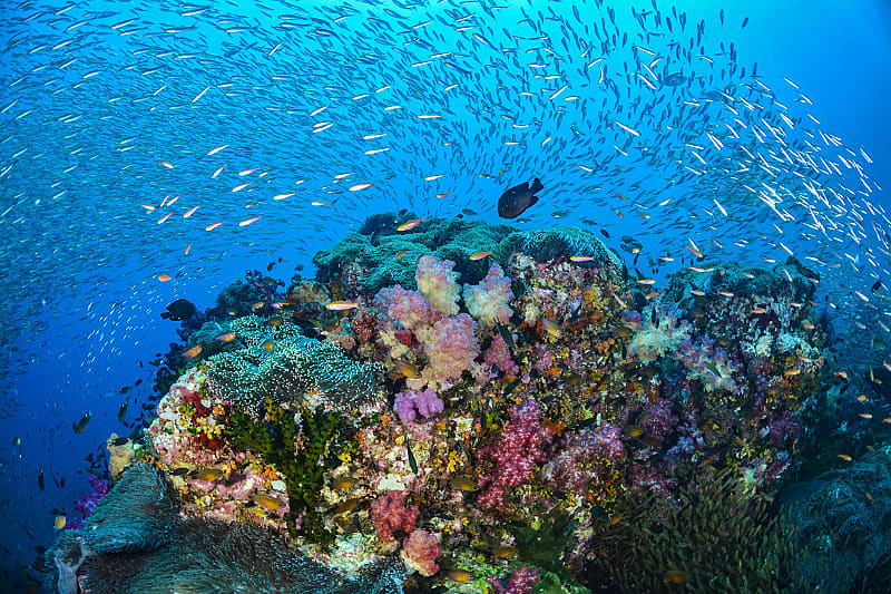 Colorful coral with schools of fish in the Similan Islands