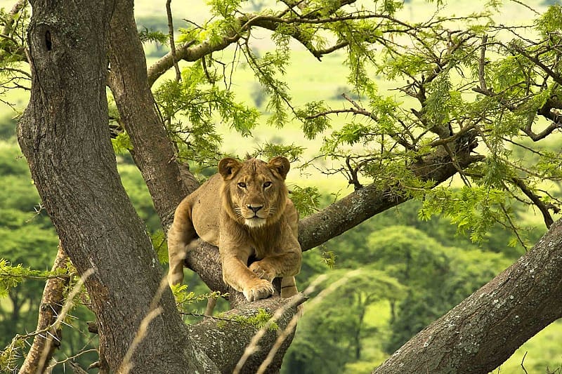 Lion in Uganda