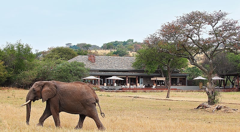 Singita Serengeti House in Grumeti, Tanzania Elephant walking on lawn of luxury lodge in Serengeti