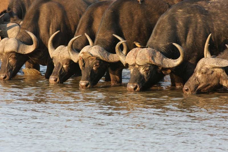 Buffalo at waterhole