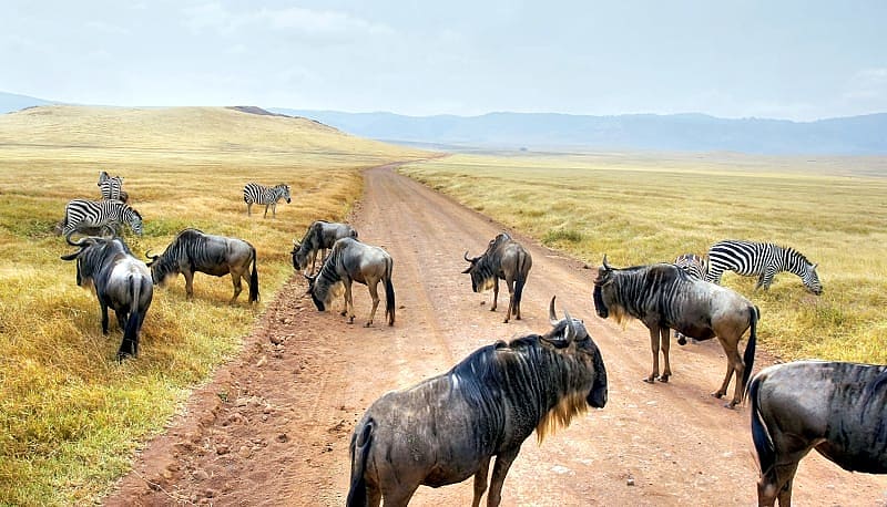 Ultimate Tanzania Luxury Safari Wildebeest in Northern Serengeti, Tanzania